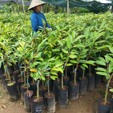 包邮正宗泰国榴莲苗猫山王苗金枕头苗