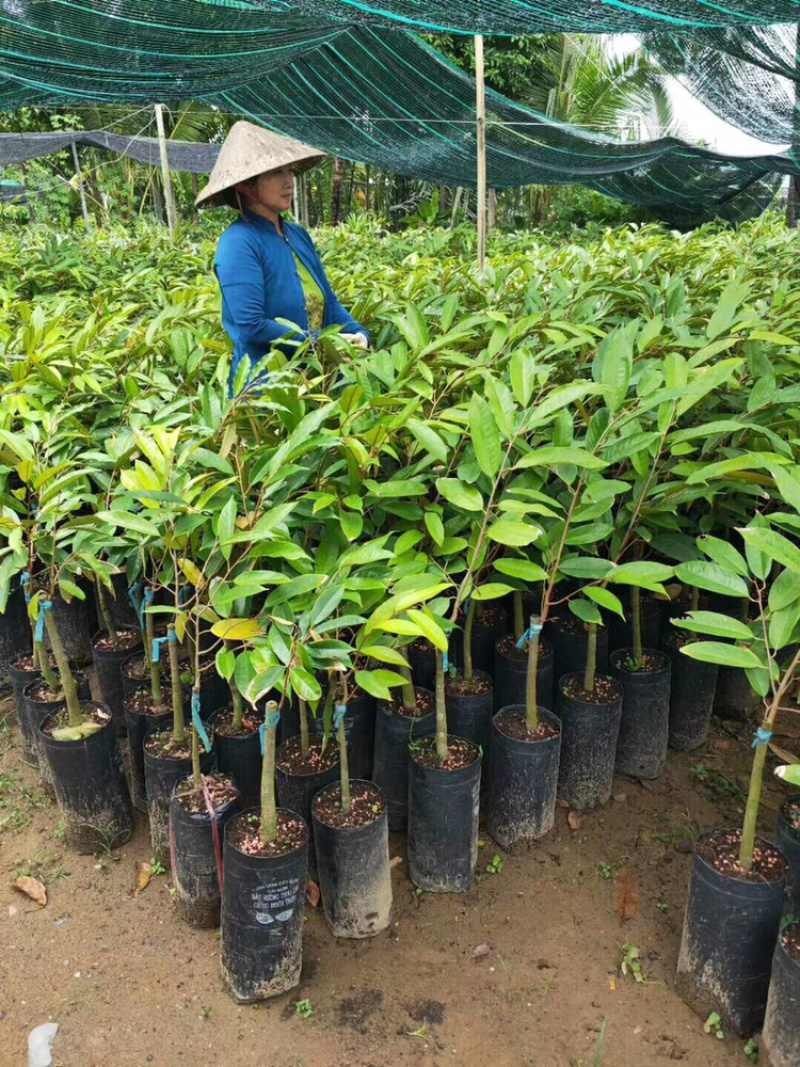 包邮正宗泰国榴莲苗猫山王苗金枕头苗