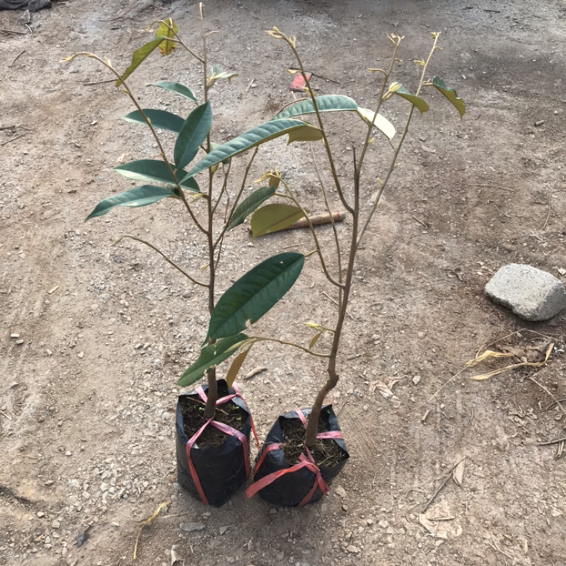 包邮正宗泰国榴莲苗猫山王苗金枕头苗