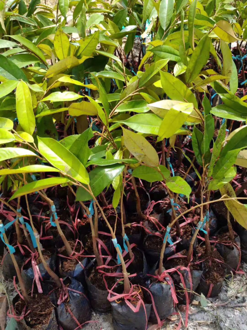 包邮正宗泰国榴莲苗猫山王苗金枕头苗