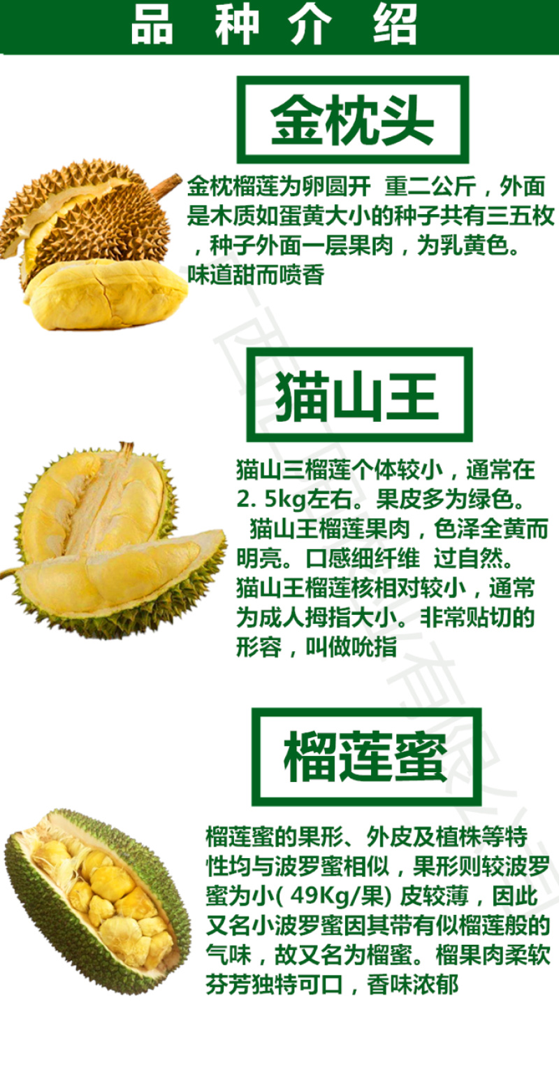 包邮正宗泰国榴莲苗猫山王苗金枕头苗