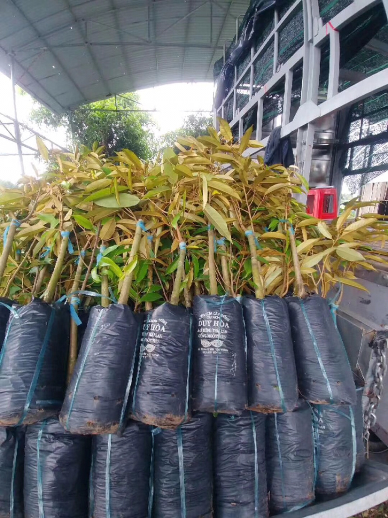包邮正宗泰国榴莲苗猫山王苗金枕头苗
