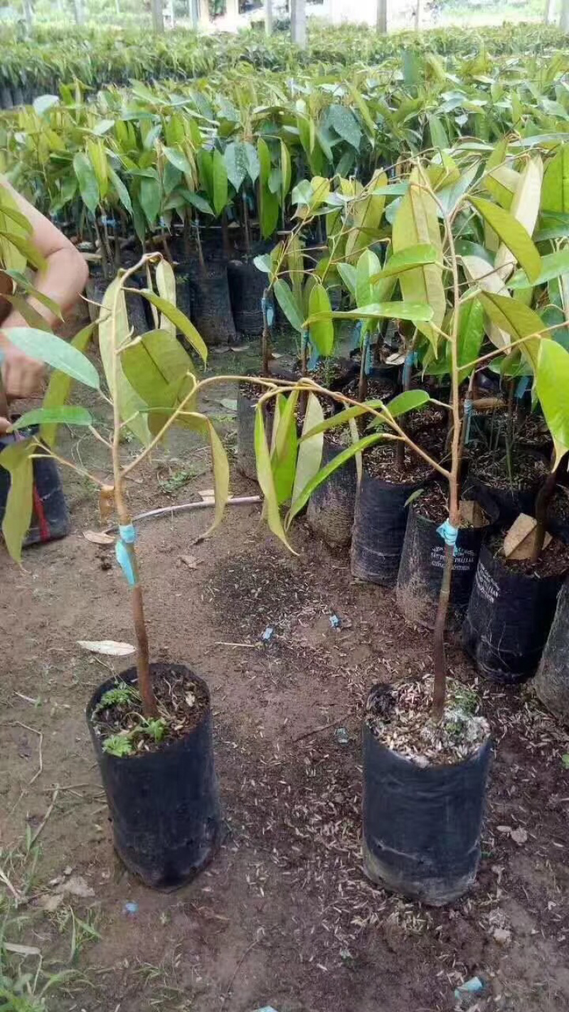 包邮正宗泰国榴莲苗猫山王苗金枕头苗