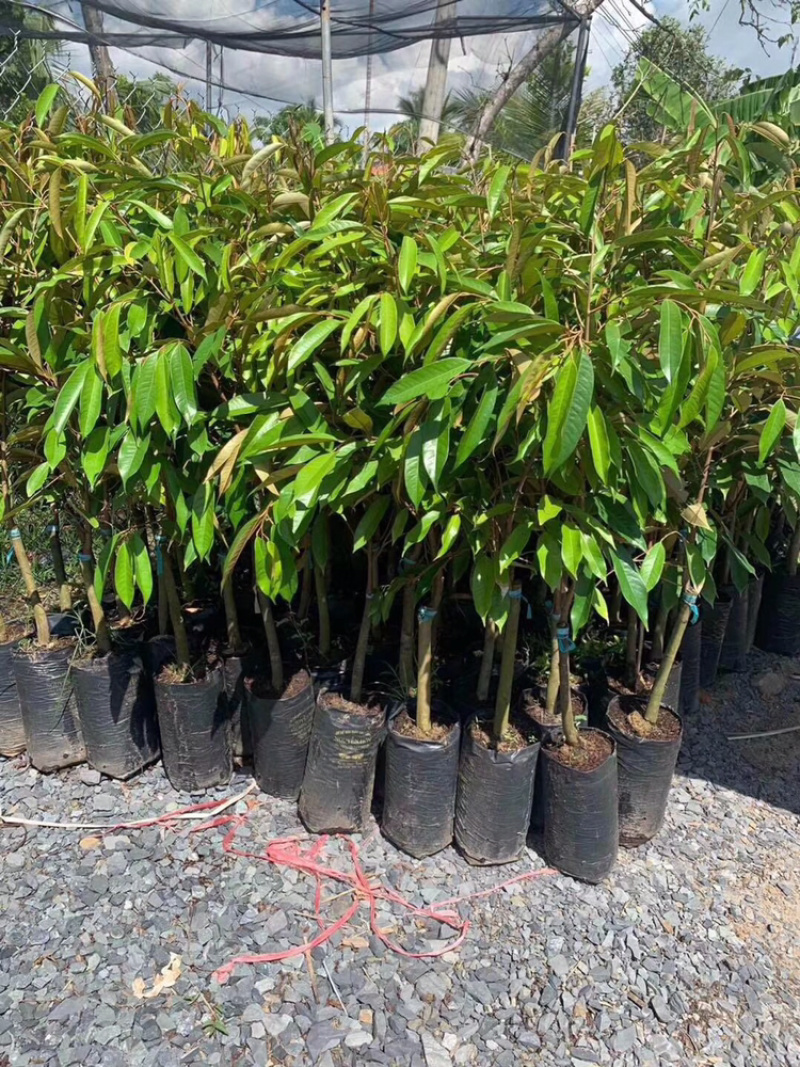 包邮正宗泰国榴莲苗猫山王苗金枕头苗