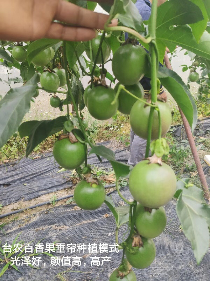 包邮嫁接百香果苗嫁接黄金百香果苗台农嫁接苗果树苗