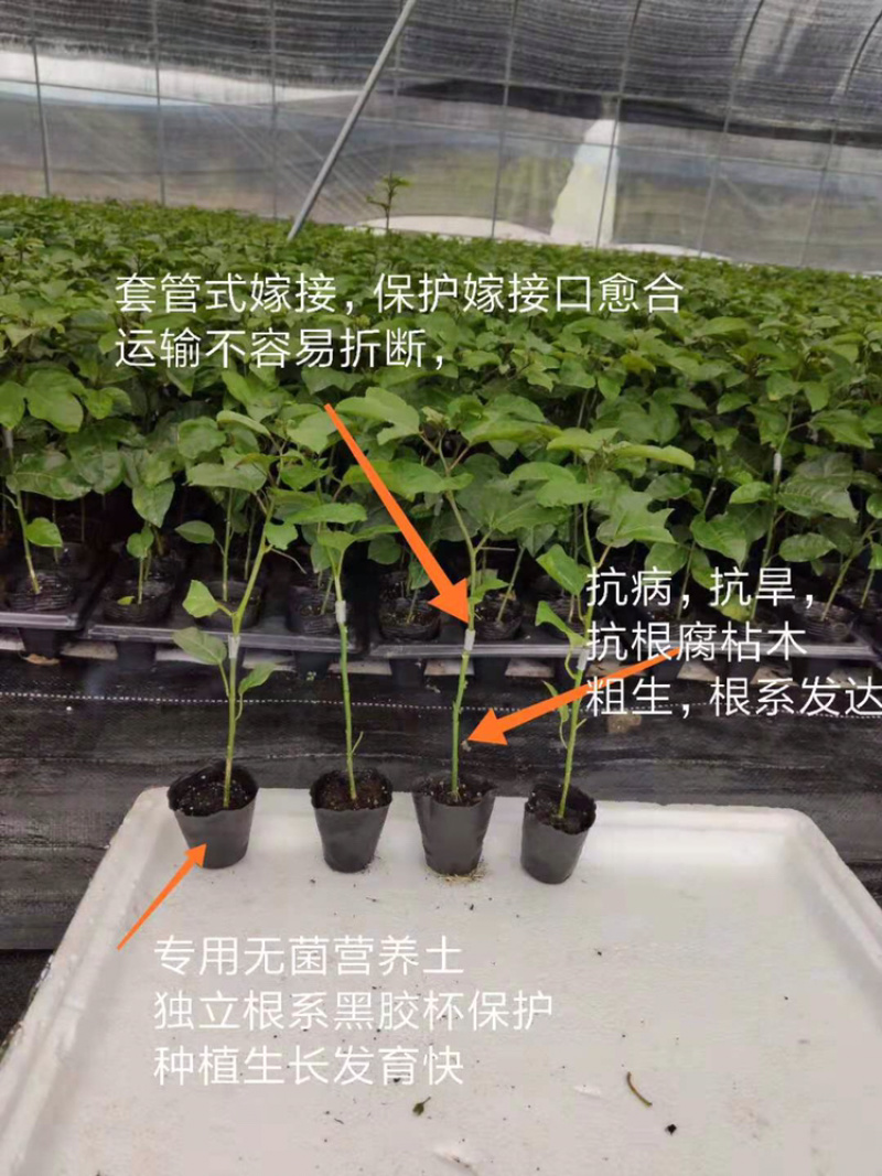 包邮嫁接百香果苗嫁接黄金百香果苗台农嫁接苗果树苗