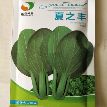 青梗小青菜种子，德赛种业夏季耐热品种，夏之丰，