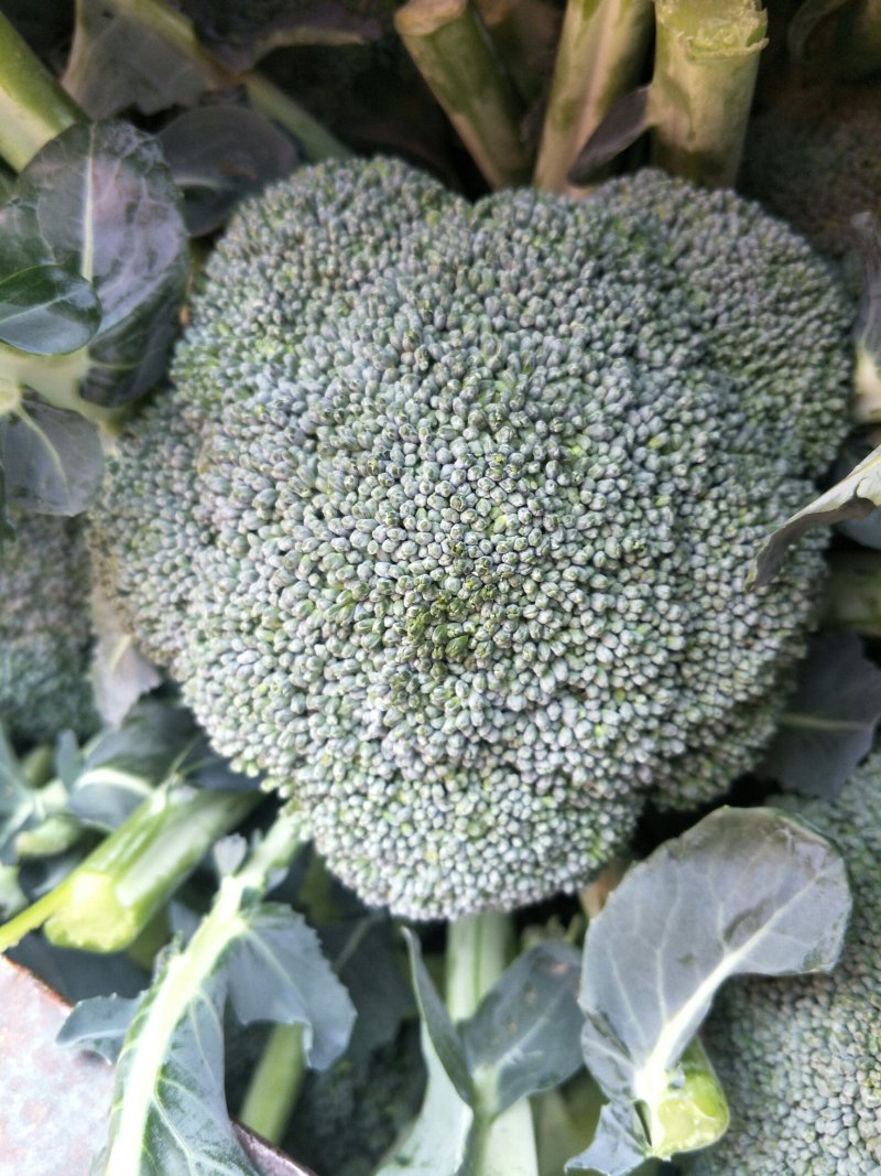 河北邯郸精品西兰花产地直供/批发代发全国