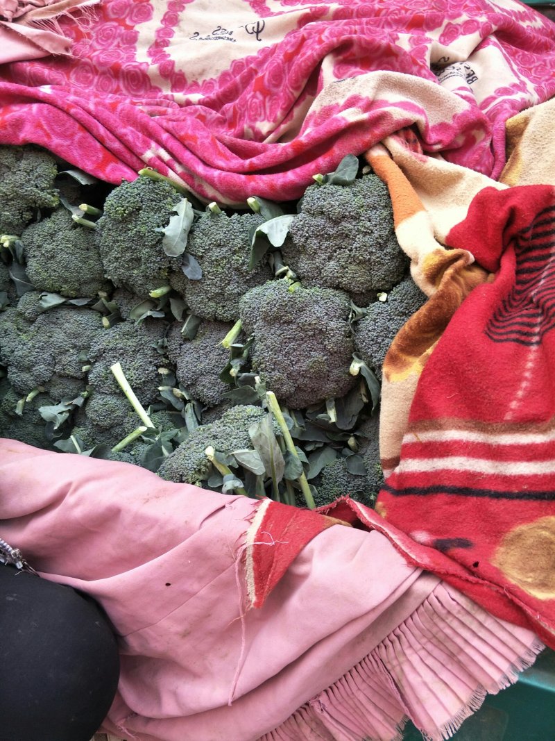 河北邯郸精品西兰花产地直供/批发代发全国