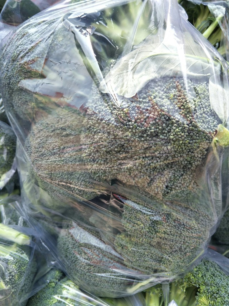 河北邯郸精品西兰花产地直供/批发代发全国