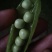 麦豆豌豆角青豌豆甜豆饱满长寿仁货量大