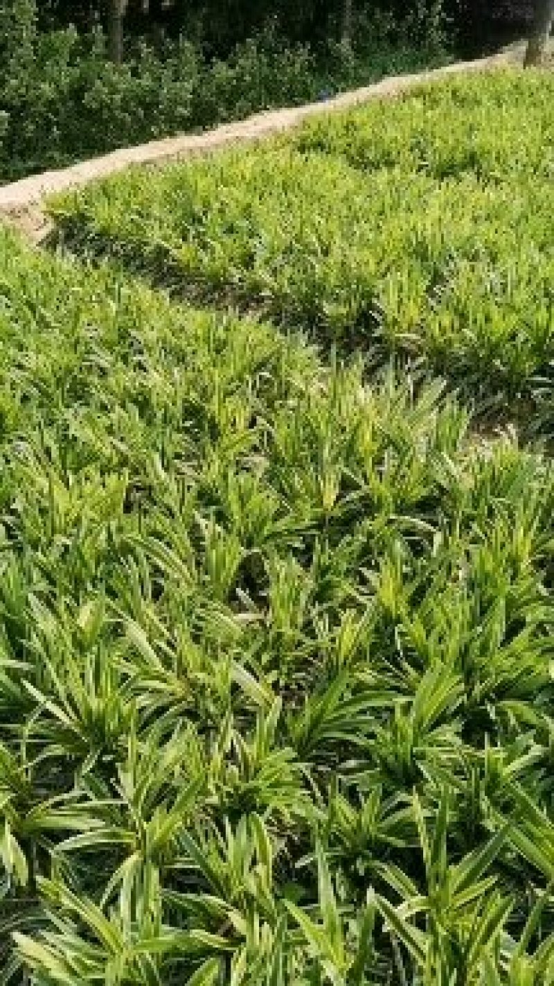 大花萱草金娃娃萱草苗青数足基地直销量大从优