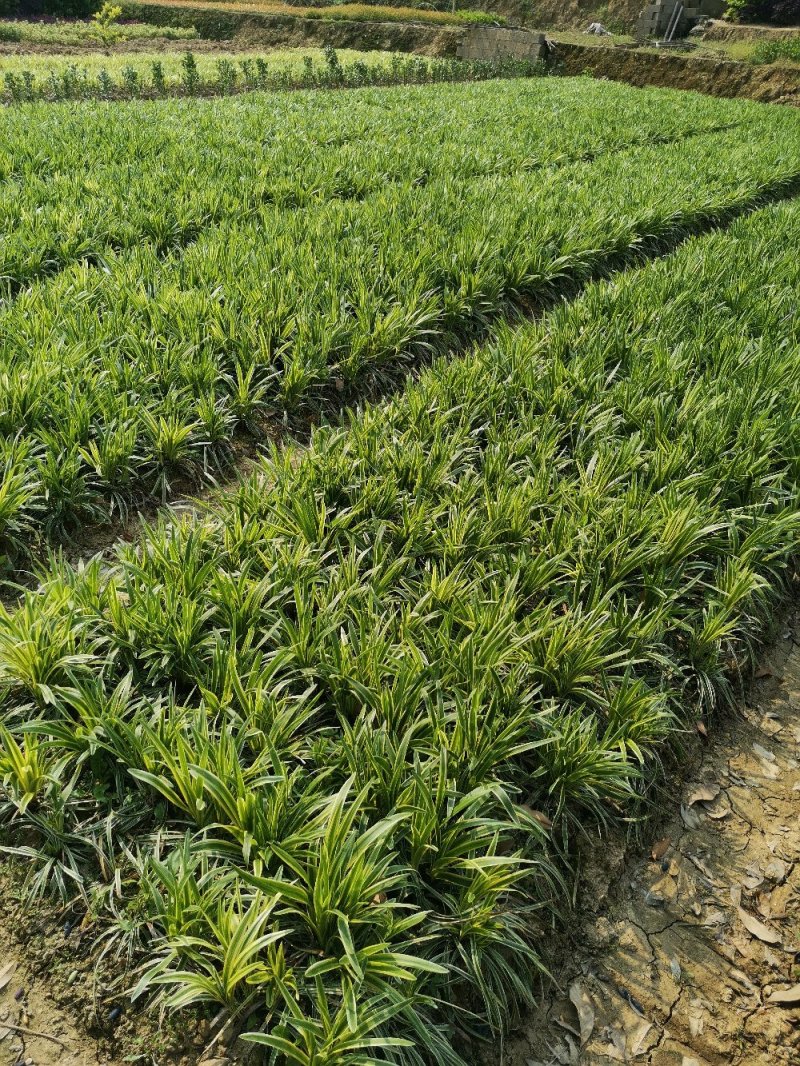 大花萱草金娃娃萱草苗青数足基地直销量大从优