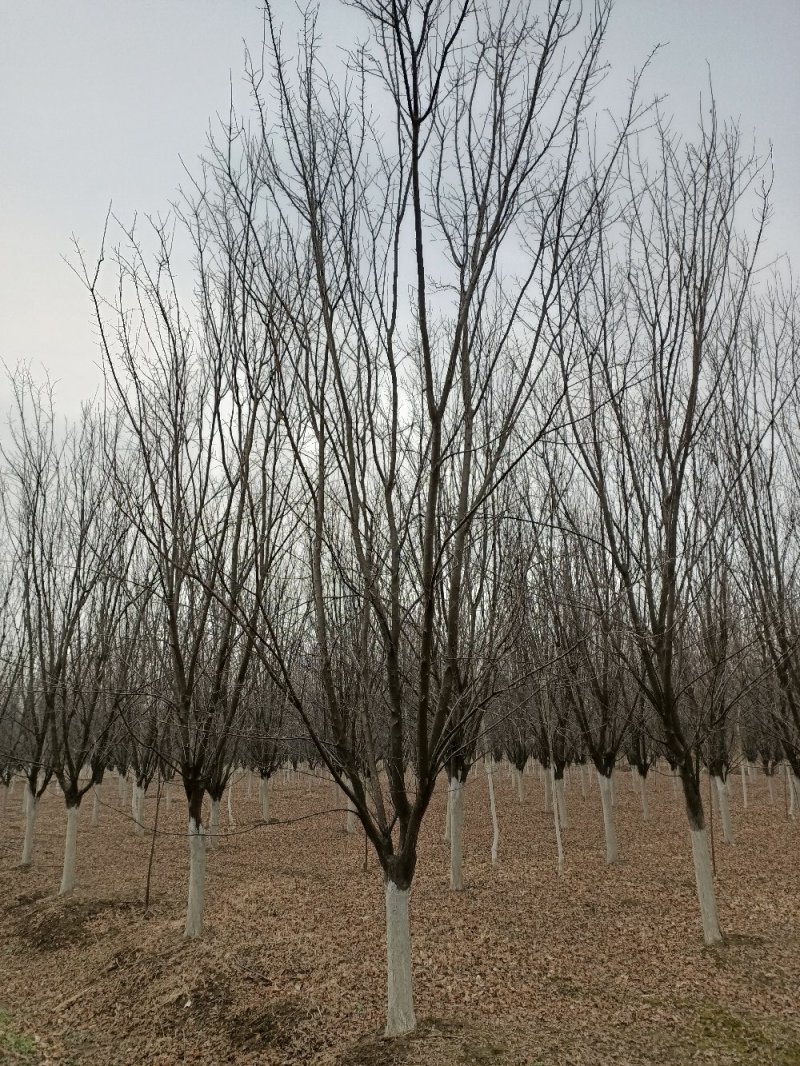 红叶李供应8--18公分，规格齐全，苗圃直销，量大从优