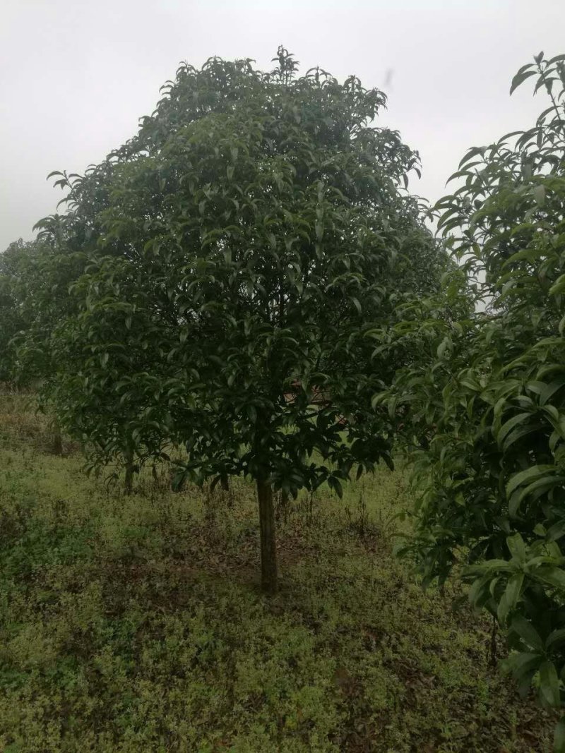 桂花八月桂四季桂丹桂桂花小苗球类1一30公分基地直销