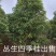 桂花八月桂四季桂丹桂桂花小苗球类1一30公分基地直销