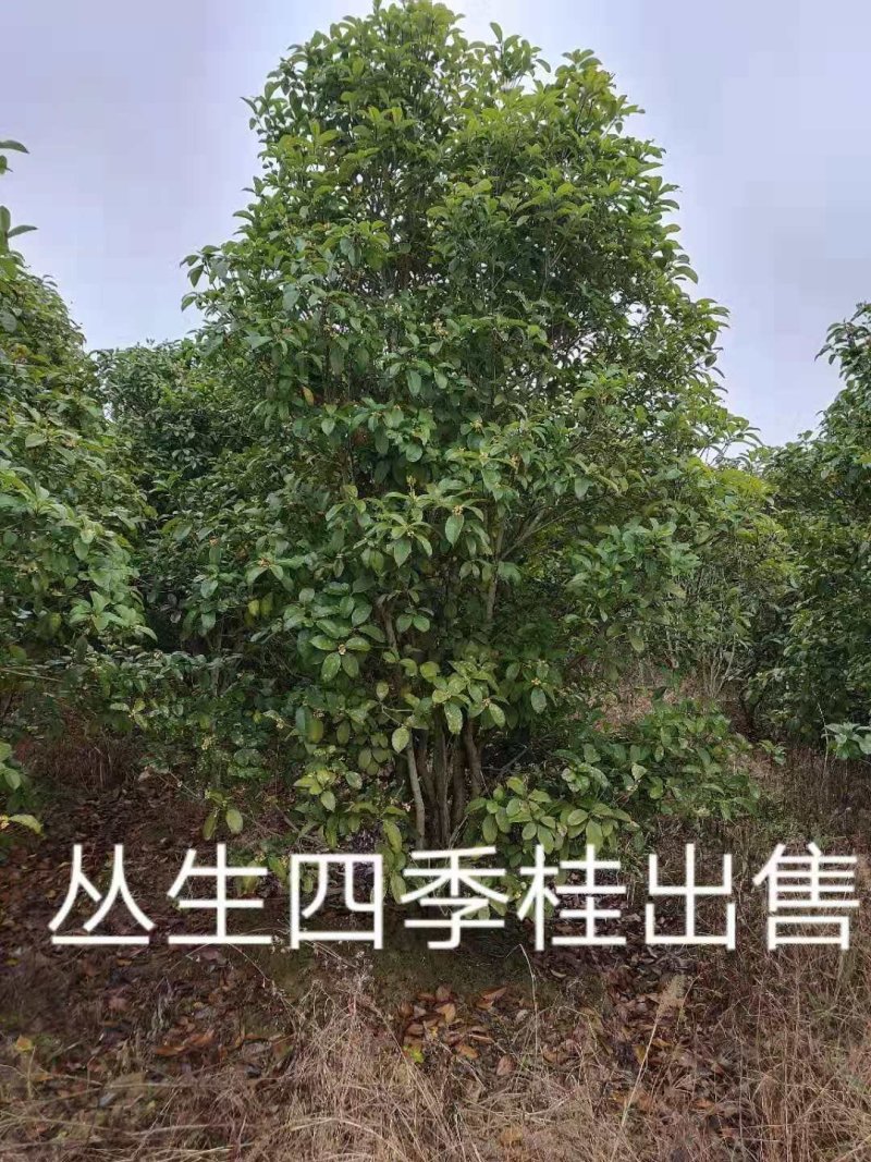 桂花八月桂四季桂丹桂桂花小苗球类1一30公分基地直销