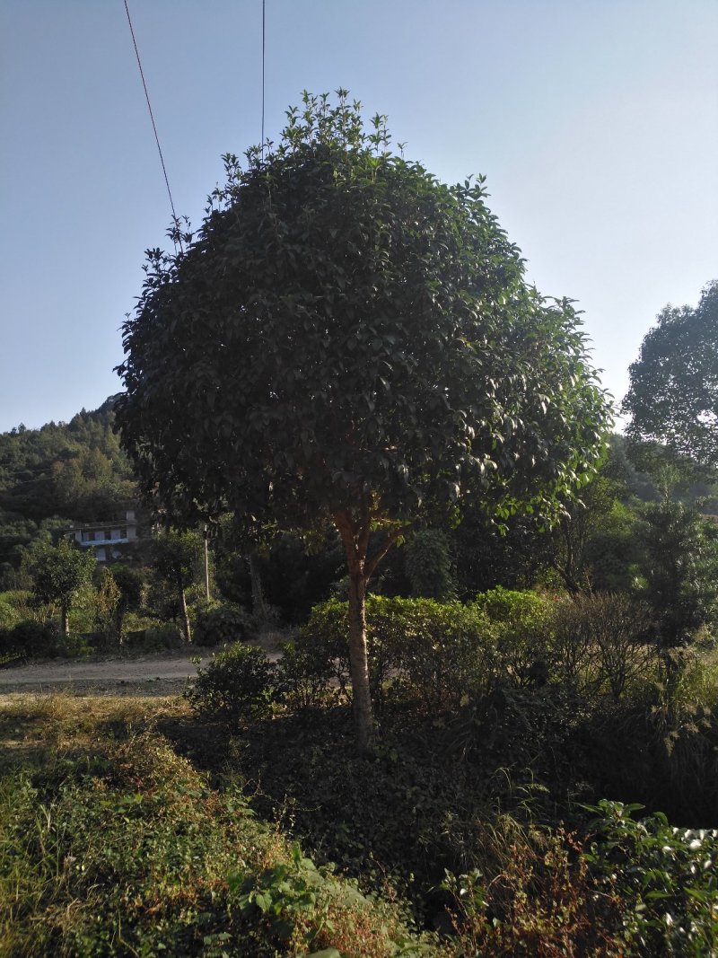 桂花八月桂四季桂丹桂桂花小苗球类1一30公分基地直销