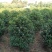 桂花八月桂四季桂丹桂桂花小苗球类1一30公分基地直销