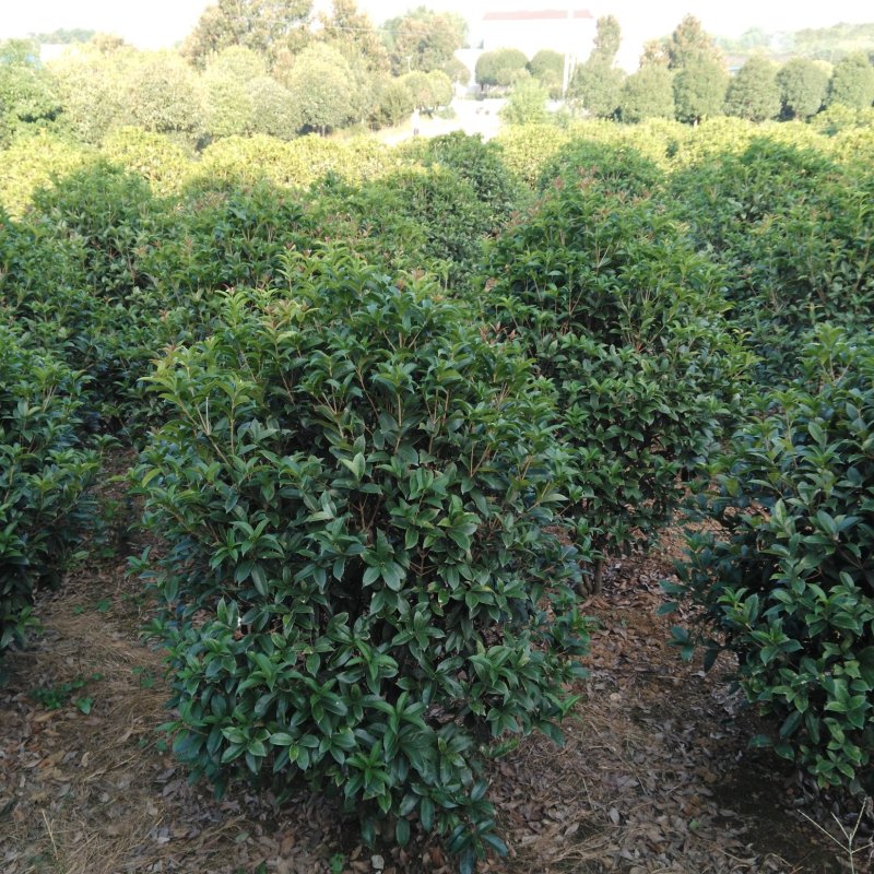 桂花八月桂四季桂丹桂桂花小苗球类1一30公分基地直销