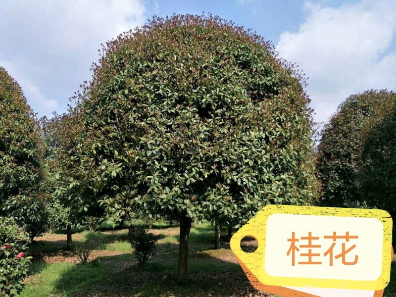 桂花八月桂四季桂丹桂桂花小苗球类1一30公分基地直销