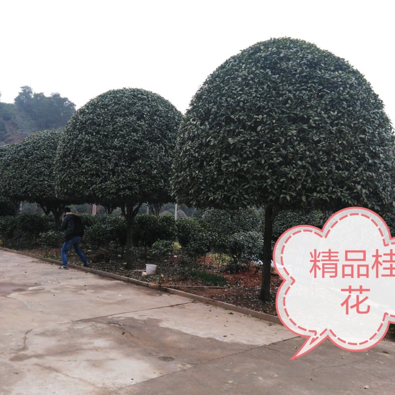 桂花八月桂四季桂丹桂桂花小苗球类1一30公分基地直销