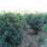 桂花八月桂四季桂丹桂桂花小苗球类1一30公分基地直销
