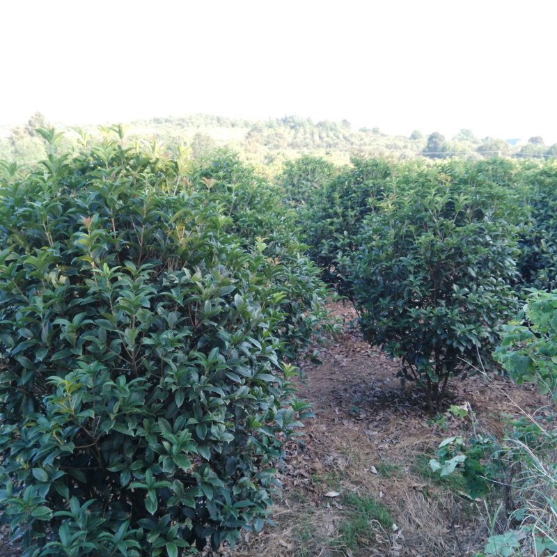 桂花八月桂四季桂丹桂桂花小苗球类1一30公分基地直销