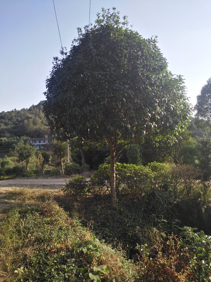 桂花八月桂四季桂丹桂桂花小苗球类1一30公分基地直销