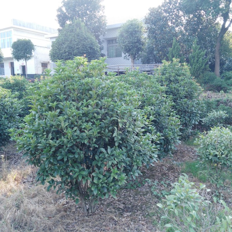 桂花八月桂四季桂丹桂桂花小苗球类1一30公分基地直销