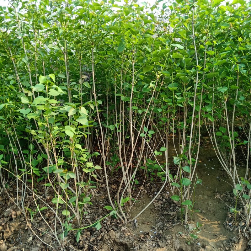 丛生紫丁香紫丁香苗木产地直销一手货源货发全国