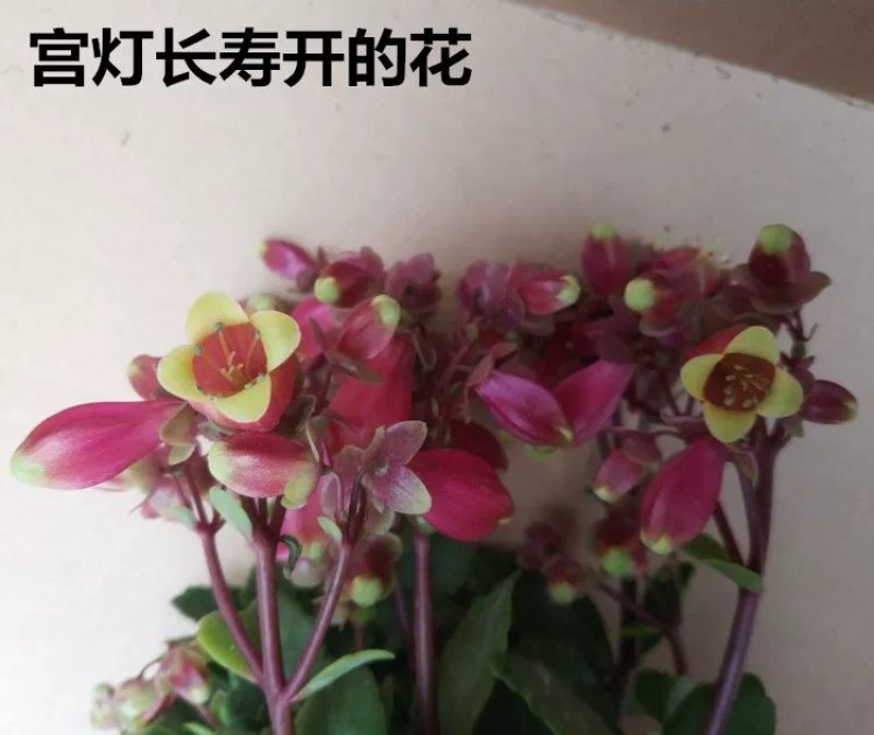 宫灯长寿花宫灯花花苞原土发货绿植花卉盆栽室内阳台花