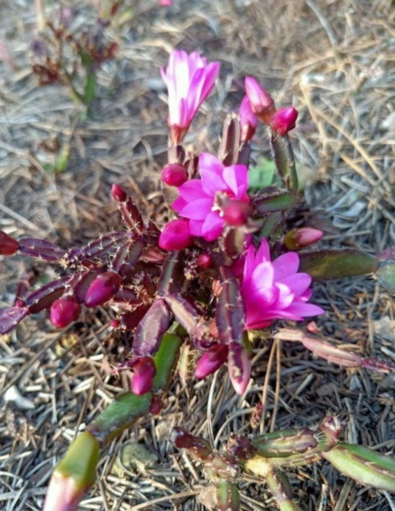 多色蟹爪兰花色齐全1基地直销包邮