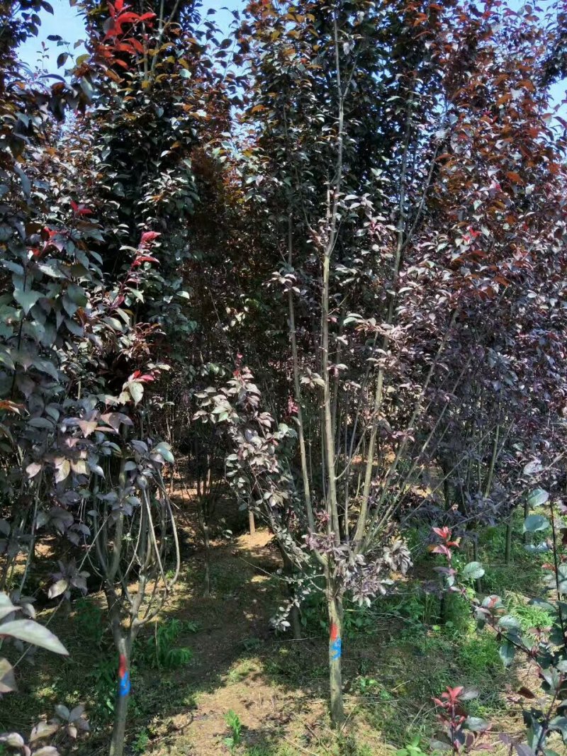 红叶李紫叶李樱桃李3一15公分基地直销