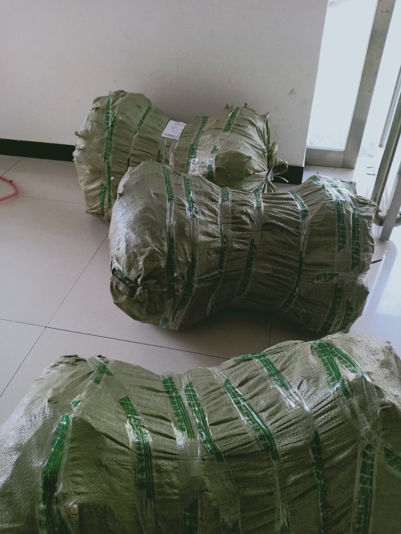 产地直供，卢氏县药用连翘苗