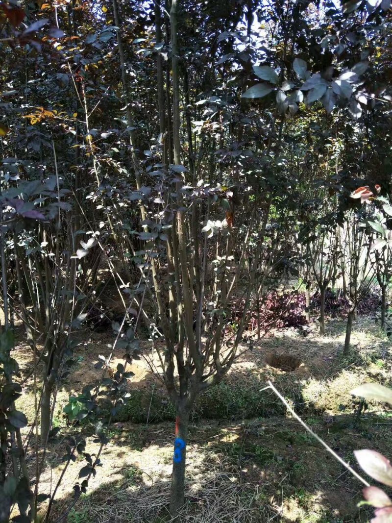 红叶李紫叶李樱桃李3一15公分基地直销