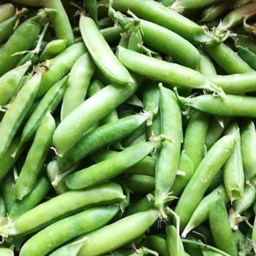 青豌豆