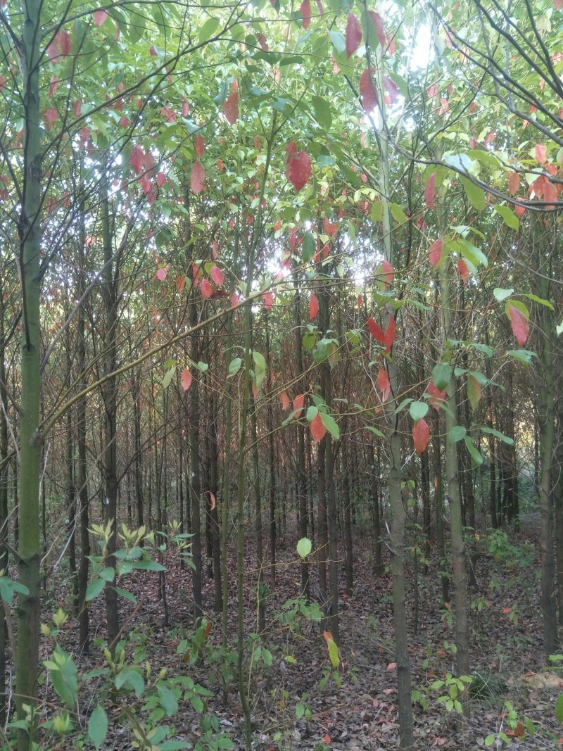小叶香樟4一8公分光杆树