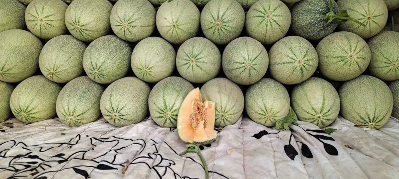 西州蜜！小蜜！网纹瓜！产地直发！规格品质可选！