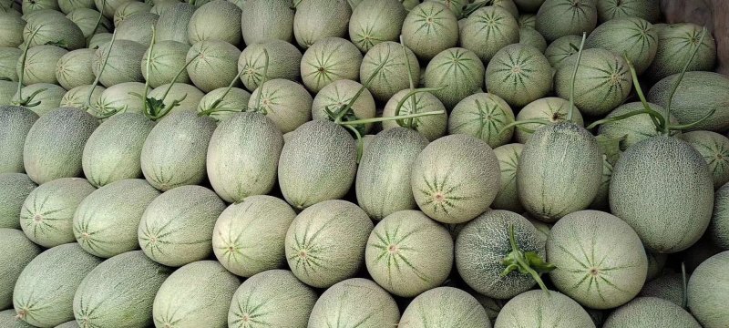 西州蜜！小蜜！网纹瓜！产地直发！规格品质可选！
