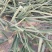 红皮洋葱8个以上，冷库洋葱出库中，量大货好。