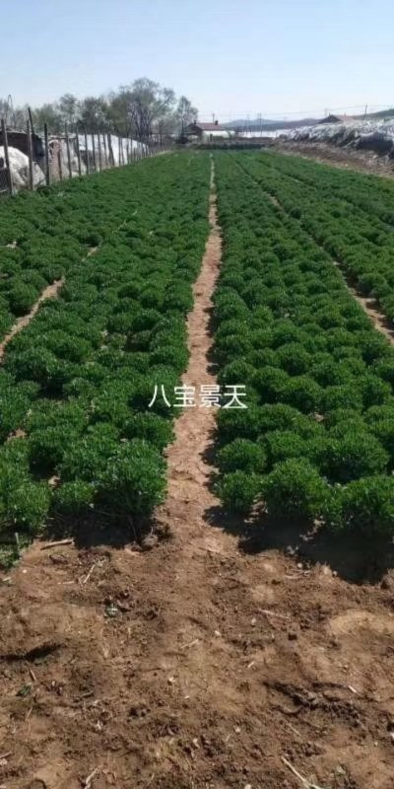 辽宁开原八宝景天小苗三七景天杯苗宿根花卉繁育基地