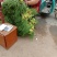 杞县优质新鲜红帽蒜苔大量上市，货源充足，规格齐全