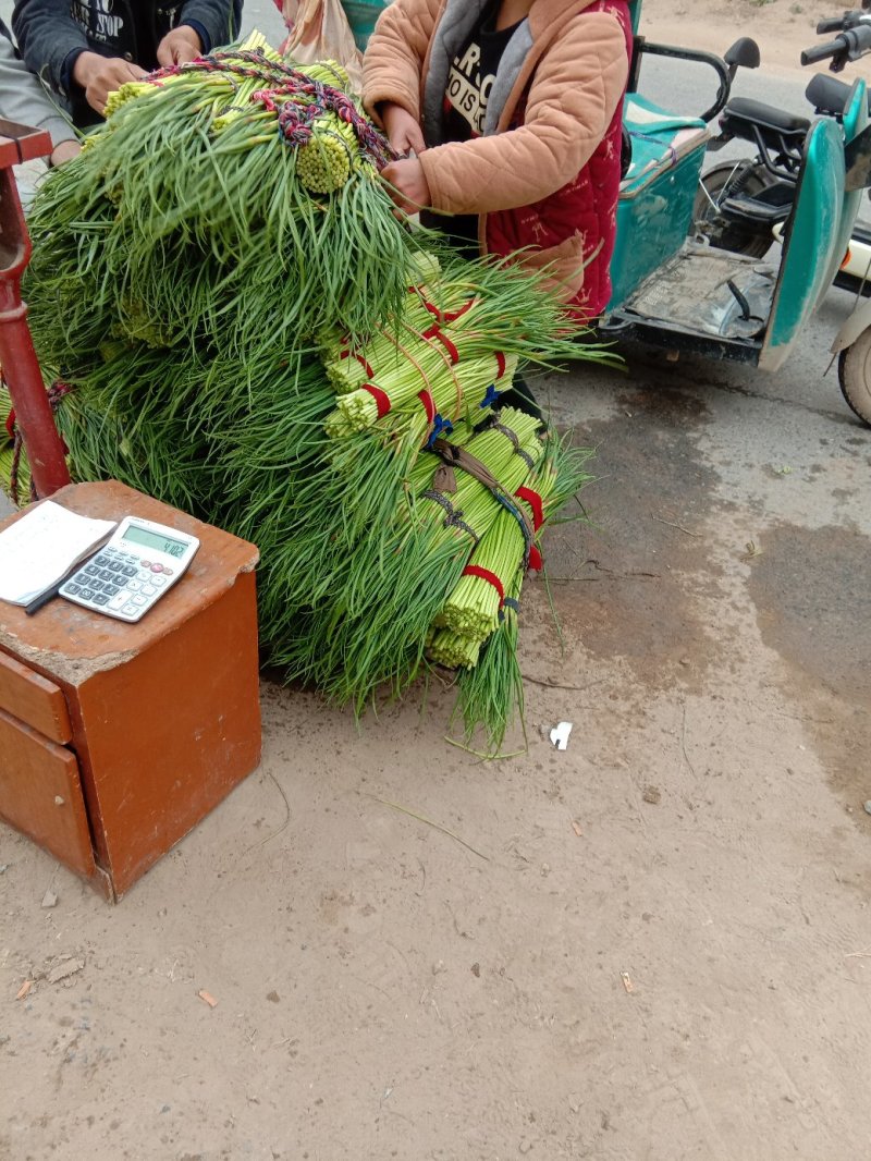 杞县优质新鲜红帽蒜苔大量上市，货源充足，规格齐全