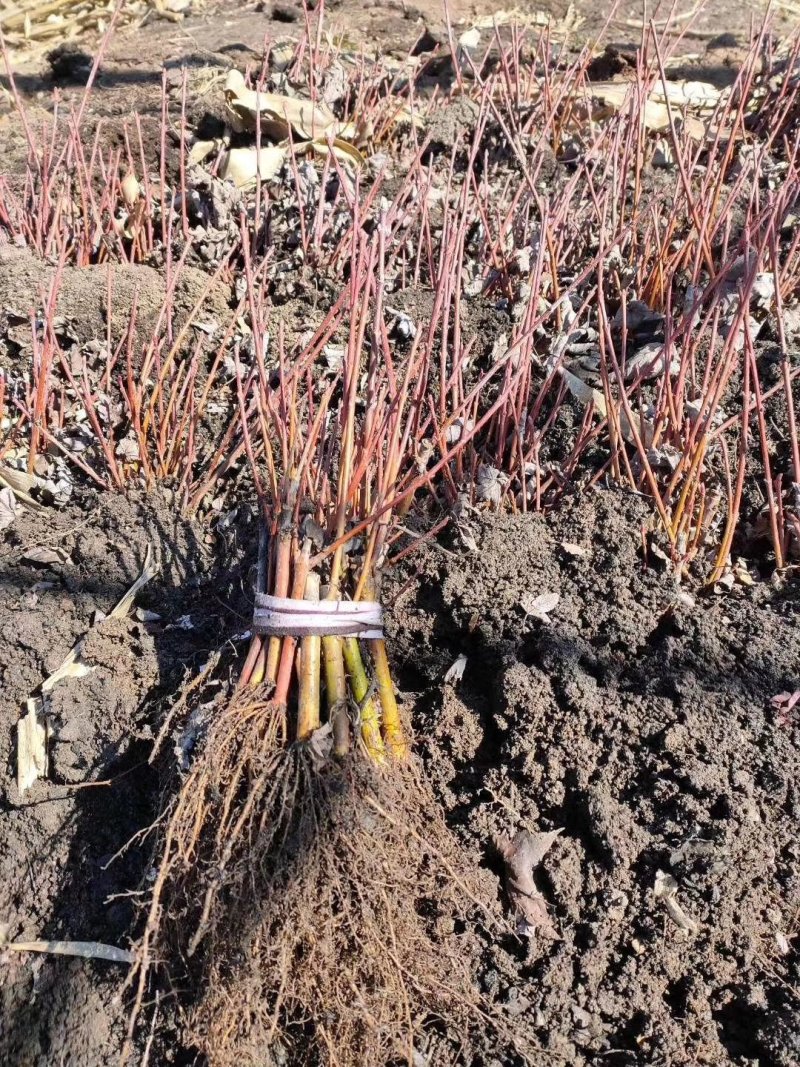 红枫美国红枫秋火焰大量上市快递邮寄欢迎下单质量保证成活率