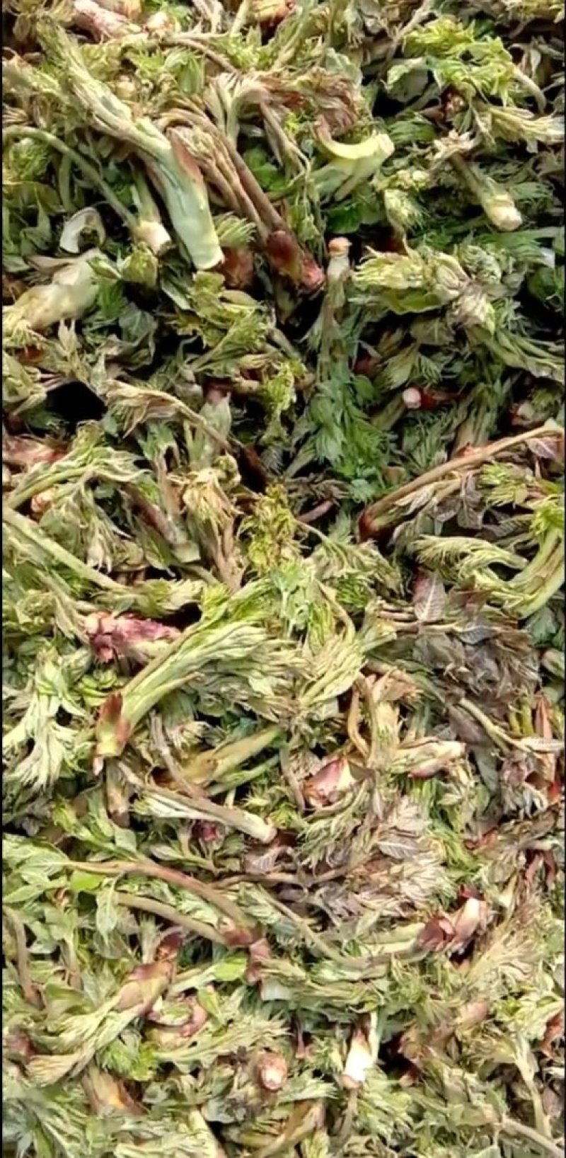 乌龙头