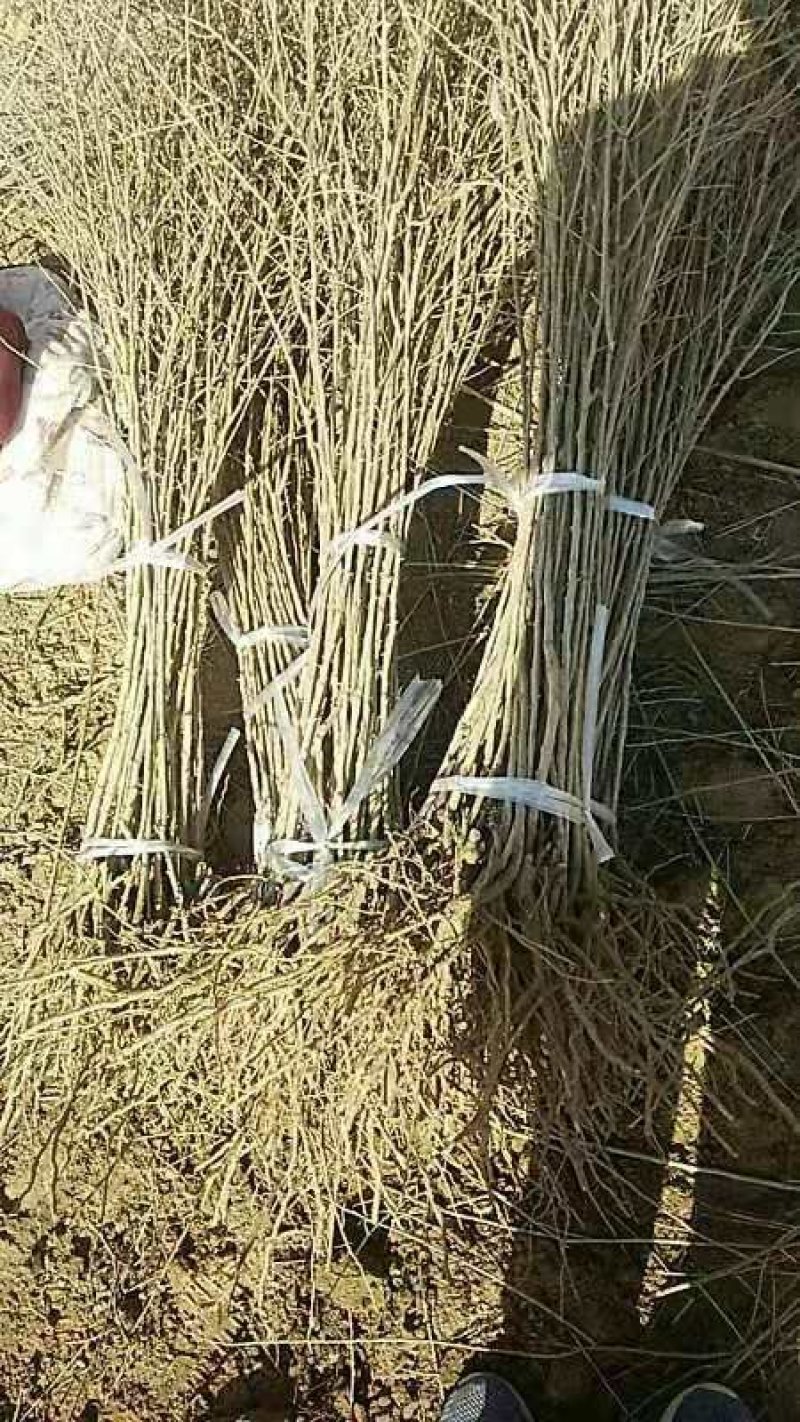 大果黑枸杞苗子现挖现发枸杞树苗黑枸杞果树苗野生枸杞苗