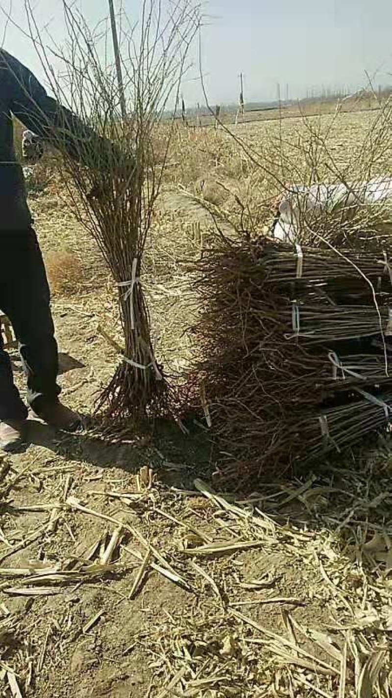 大果黑枸杞苗子现挖现发枸杞树苗黑枸杞果树苗野生枸杞苗