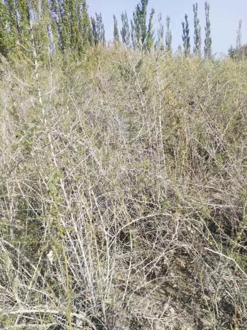 大果黑枸杞苗子现挖现发枸杞树苗黑枸杞果树苗野生枸杞苗