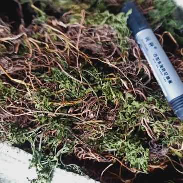 贵州省德江产水冼纯干一朵云